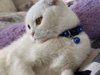 2 Yaşında Dişi Scottish Fold
