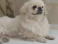 Köpeğimiz acil sahiplendirilir