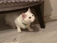 ücretsiz sahiplendirme ankara kedisi