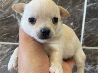 Teacup orjinal chihuahua yavrular