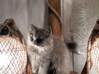 Evimizin neşesi british longhair kedime yuva ariyoruz