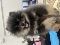 3 aylık pomeranian boo iki adet bir dişi bir erkek