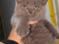 British shorthair kedisi