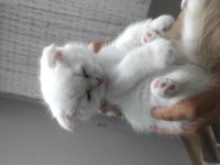 Prensesimiz dişi blue point british shorthair