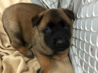 Hırs Küpü Belçika Malinois Yavrular
