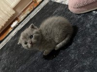 British shorthair minikler hazır