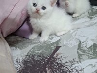Küçük British Shorthair Minnaklarım