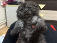 Scottish Fold Babylerim İlanda