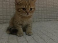 ÇOK İNSANCIL YAVRULARIMIZ