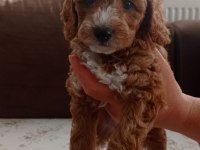 Toy poodle cinsi yavrular