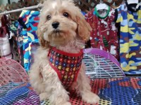 Dişi Maltipoo