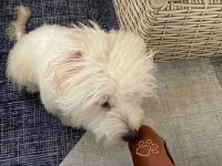 Oğlumuza iyi bir yuva arıyoruz maltipoo