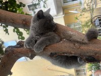 4 aylık british Shorthair erkek kedi
