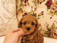 Micro Teacup Maltipoo