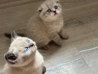 Birbirinden Güzel Scottish Fold Bebeklerimiz