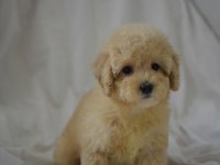 YENİ YIL MALTİPOO BEBEKLERİMİZ