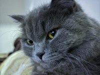 British Longhair 1 yaşındaki kızıma eş arıyorum