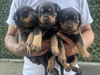 Koca kafa rottweiler