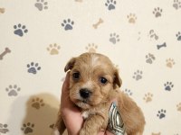 Kg Garantili Üst Kalite Maltipoo Bebekler