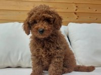 PRENSES GİBİ DİŞİ POODLE YAVRU