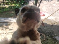 Dişili erkekli french Bulldog 1.5 yaşlarında
