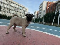 PUG CİNSİ 3.5 AYLIK DİŞİ KÖPEK (EŞYALARIYLA BERABER)