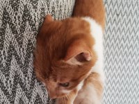 MIRMIRCI OYUNCU SAKİN SÜPER KEDİMİZ SARI