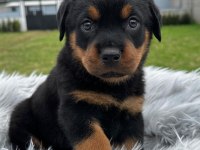 Anne Baba A Scrli Rottweiler Yavrular