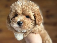MALTİPOO YAVRULARIMIZ