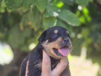 Macar rottweiler yavrular