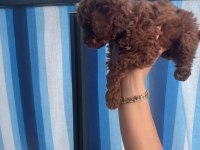 55 günlük toy poodle