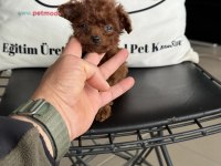 Petmode köpek çiftliğinden tea cup poodle yavrular