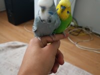 Ele alışkın şov erkek ele yarı alışkın jumbo erkek muhabbet