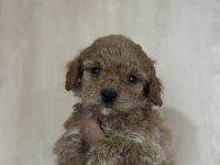 Aşılı ve tuvalet eğitimli maltipoo bebekler