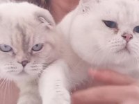 Tombul mavi gözlü beyaz scottish fold yavrular
