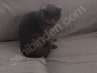 British shorthair kedisi