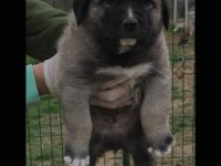 Orjinal Has Sivas Kangal