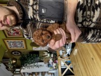 Teacup Poodle Yavrumuz