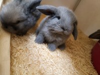 Mini Lop Tavşan Bebekler