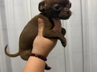 Chihuahua yavrular