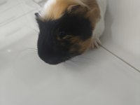 Ekim ayı doğumlu ginepig (erkek)