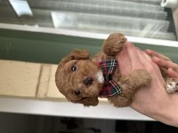 Toy poodle yavrularımız yeni yuvalarını arıyor