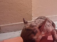 1 dişi ve 1 erkek french bulldog yavru