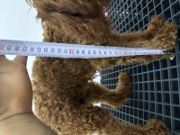 7 Aylık Dişi Teacup Poodle