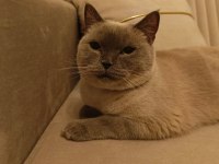 British shorthair çipi ve pasaportu vardır