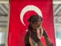 FCI A ŞECERELİ King Doberman Yavruları