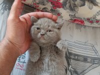 2 aylık british shorthair