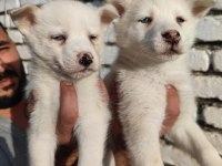 A kalite orijinal husky Sibirya yavrular