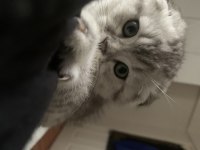 Yavru Scottish Fold