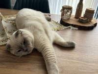 Scottish fold ömürlük yuvasını arıyoruz